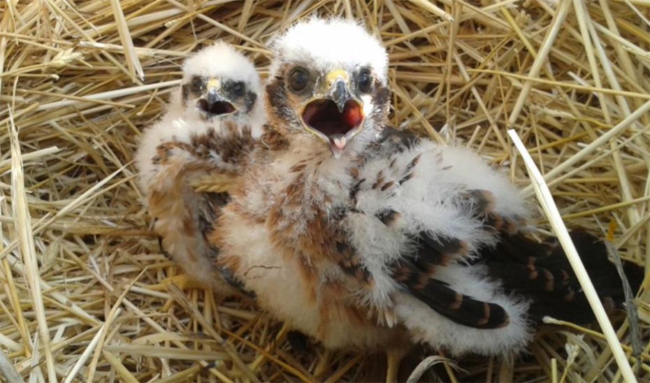 
			      Pollos de aguilucho cenizo en su nido.			    
			  
